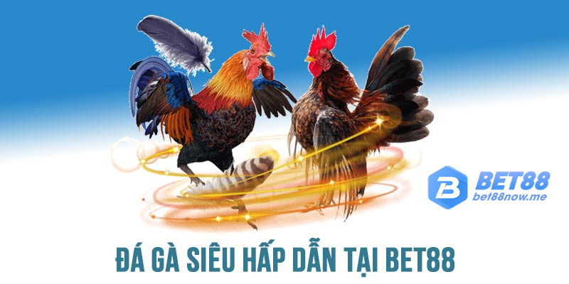 Đá gà kịch tính, mê đắm cùng BET88